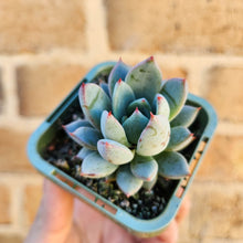 Load image into Gallery viewer, Echeveria Shanghai Lady - 66mm
