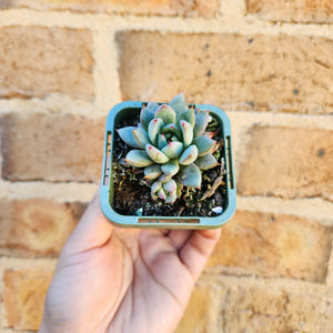 Echeveria Shanghai Lady - 66mm