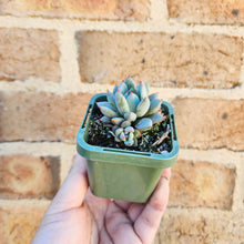 Load image into Gallery viewer, Echeveria Shanghai Lady - 66mm
