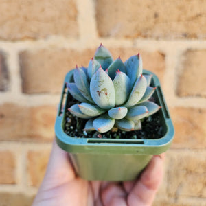 Echeveria Shanghai Lady - 66mm