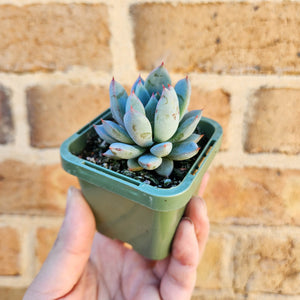 Echeveria Shanghai Lady - 66mm