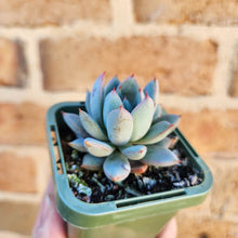 Load image into Gallery viewer, Echeveria Shanghai Lady - 66mm
