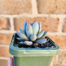 Load image into Gallery viewer, Echeveria Shanghai Lady - 66mm
