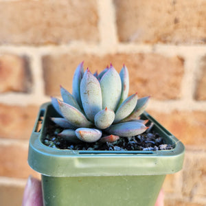 Echeveria Shanghai Lady - 66mm
