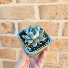 Load image into Gallery viewer, Echeveria Shanghai Lady - 66mm
