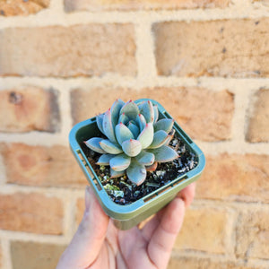Echeveria Shanghai Lady - 66mm