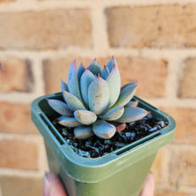 Load image into Gallery viewer, Echeveria Shanghai Lady - 66mm

