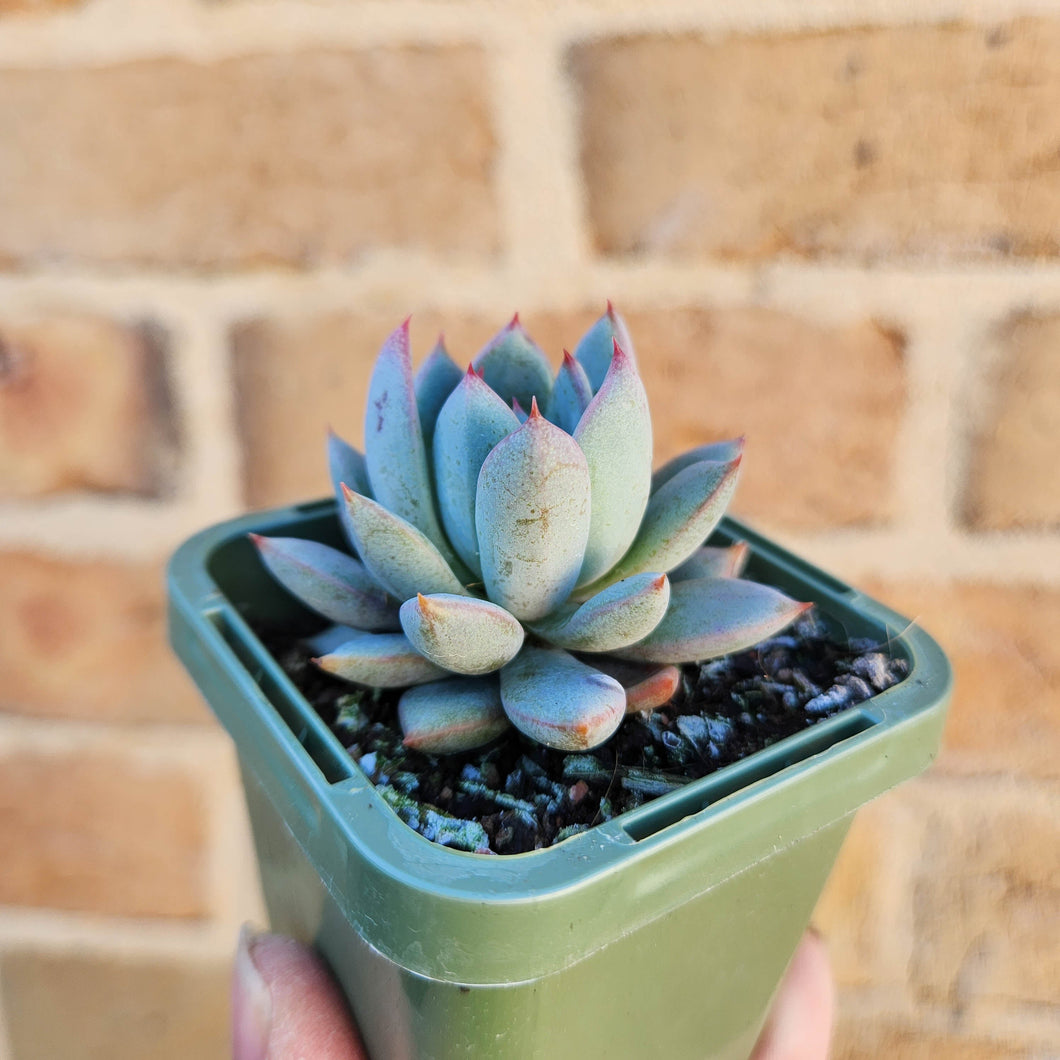 Echeveria Shanghai Lady - 66mm
