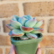 Load image into Gallery viewer, Echeveria Strawberry Puff - 66mm
