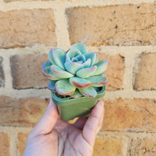 Load image into Gallery viewer, Echeveria Strawberry Puff - 66mm
