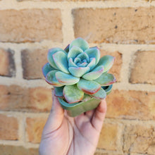 Load image into Gallery viewer, Echeveria Strawberry Puff - 66mm
