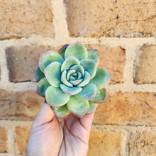 Load image into Gallery viewer, Echeveria Strawberry Puff - 66mm
