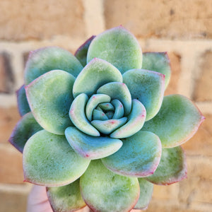 Echeveria Strawberry Puff - 66mm