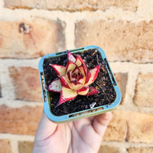 Load image into Gallery viewer, Echeveria agavoides Ebony 1930 - 66mm

