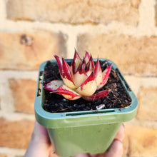 Load image into Gallery viewer, Echeveria agavoides Ebony 1930 - 66mm

