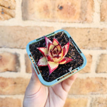 Load image into Gallery viewer, Echeveria agavoides Ebony 1930 - 66mm
