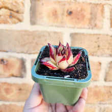 Load image into Gallery viewer, Echeveria agavoides Ebony 1930 - 66mm
