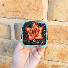 Load image into Gallery viewer, Echeveria agavoides Ebony 1930 - 66mm
