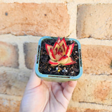 Load image into Gallery viewer, Echeveria agavoides Ebony 1930 - 66mm
