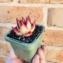 Load image into Gallery viewer, Echeveria agavoides Ebony 1930 - 66mm
