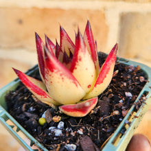 Load image into Gallery viewer, Echeveria agavoides Ebony 1930 - 66mm
