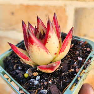Echeveria agavoides Ebony 1930 - 66mm