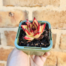 Load image into Gallery viewer, Echeveria agavoides Ebony 1930 - 66mm
