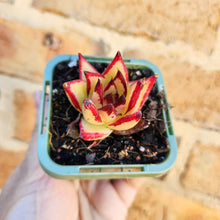 Load image into Gallery viewer, Echeveria agavoides Ebony 1930 - 66mm

