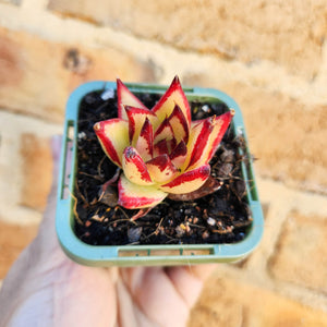 Echeveria agavoides Ebony 1930 - 66mm
