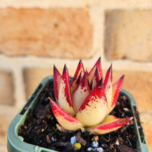 Load image into Gallery viewer, Echeveria agavoides Ebony 1930 - 66mm

