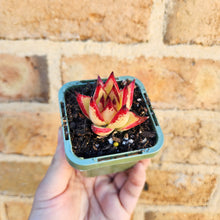 Load image into Gallery viewer, Echeveria agavoides Ebony 1930 - 66mm
