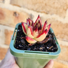 Load image into Gallery viewer, Echeveria agavoides Ebony 1930 - 66mm
