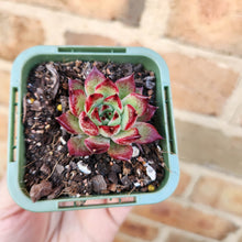 Load image into Gallery viewer, Echeveria agavoides Sara Bonnie - 66mm
