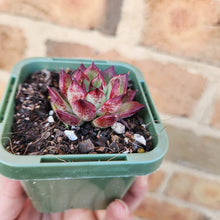 Load image into Gallery viewer, Echeveria agavoides Sara Bonnie - 66mm
