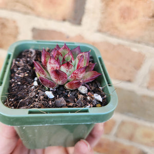 Echeveria agavoides Sara Bonnie - 66mm