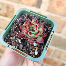 Load image into Gallery viewer, Echeveria agavoides Sara Bonnie - 66mm
