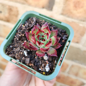 Echeveria agavoides Sara Bonnie - 66mm