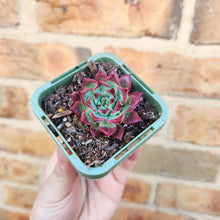 Load image into Gallery viewer, Echeveria agavoides Sara Bonnie - 66mm
