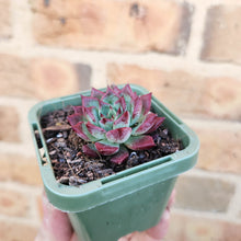 Load image into Gallery viewer, Echeveria agavoides Sara Bonnie - 66mm
