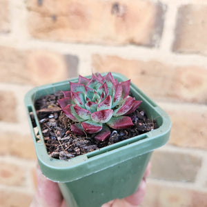 Echeveria agavoides Sara Bonnie - 66mm