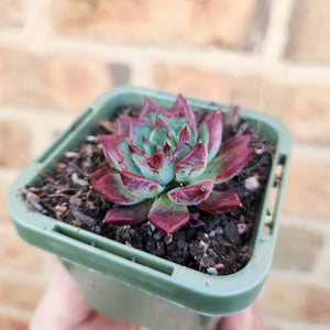 Echeveria agavoides Sara Bonnie - 66mm