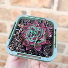 Load image into Gallery viewer, Echeveria agavoides Sara Bonnie - 66mm

