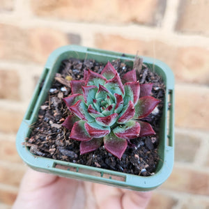 Echeveria agavoides Sara Bonnie - 66mm