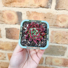 Load image into Gallery viewer, Echeveria agavoides Sara Bonnie - 66mm
