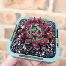 Load image into Gallery viewer, Echeveria agavoides Sara Bonnie - 66mm
