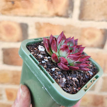 Load image into Gallery viewer, Echeveria agavoides Sara Bonnie - 66mm
