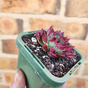 Echeveria agavoides Sara Bonnie - 66mm