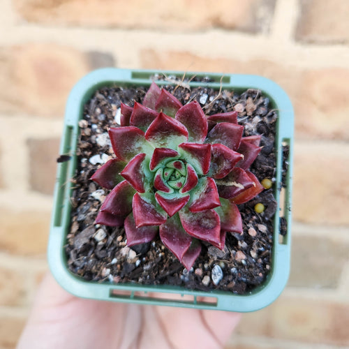 Echeveria agavoides Sara Bonnie - 66mm