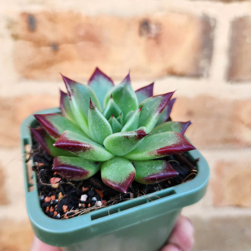 Echeveria eurochlamys - 66mm