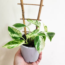 Load image into Gallery viewer, Epipremnum aureum Marble Queen / Devil&#39;s Ivy / Pothos - 105mm
